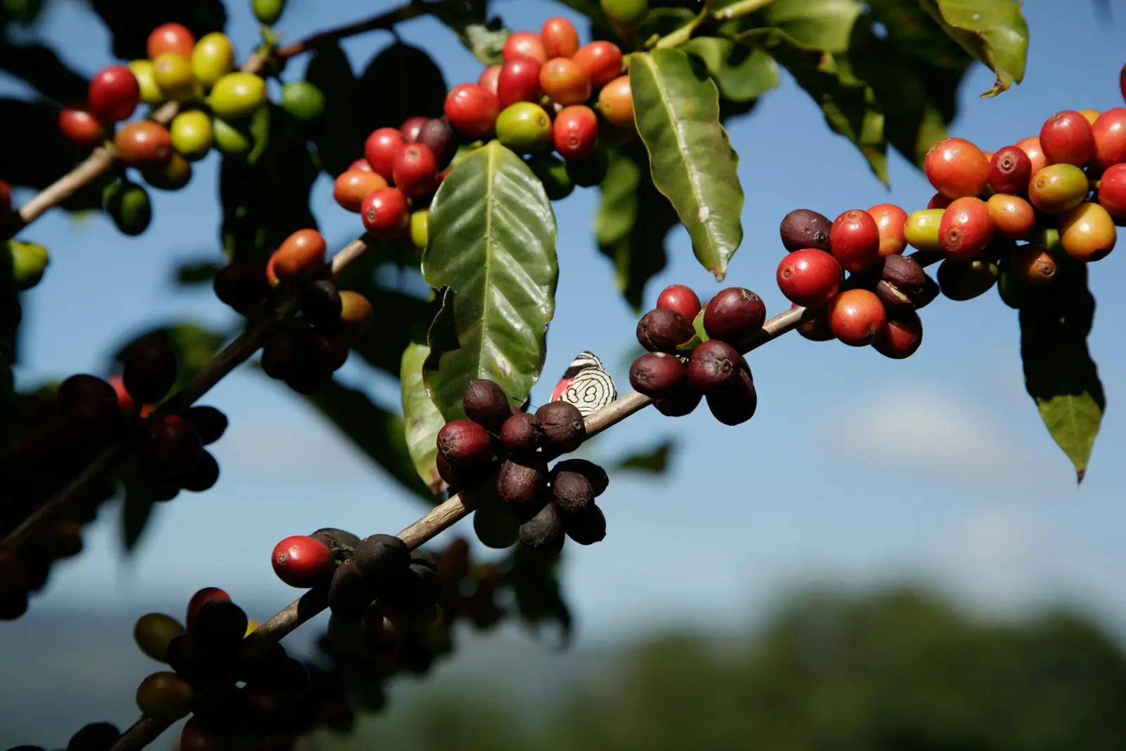 Yirgacheffe green coffee