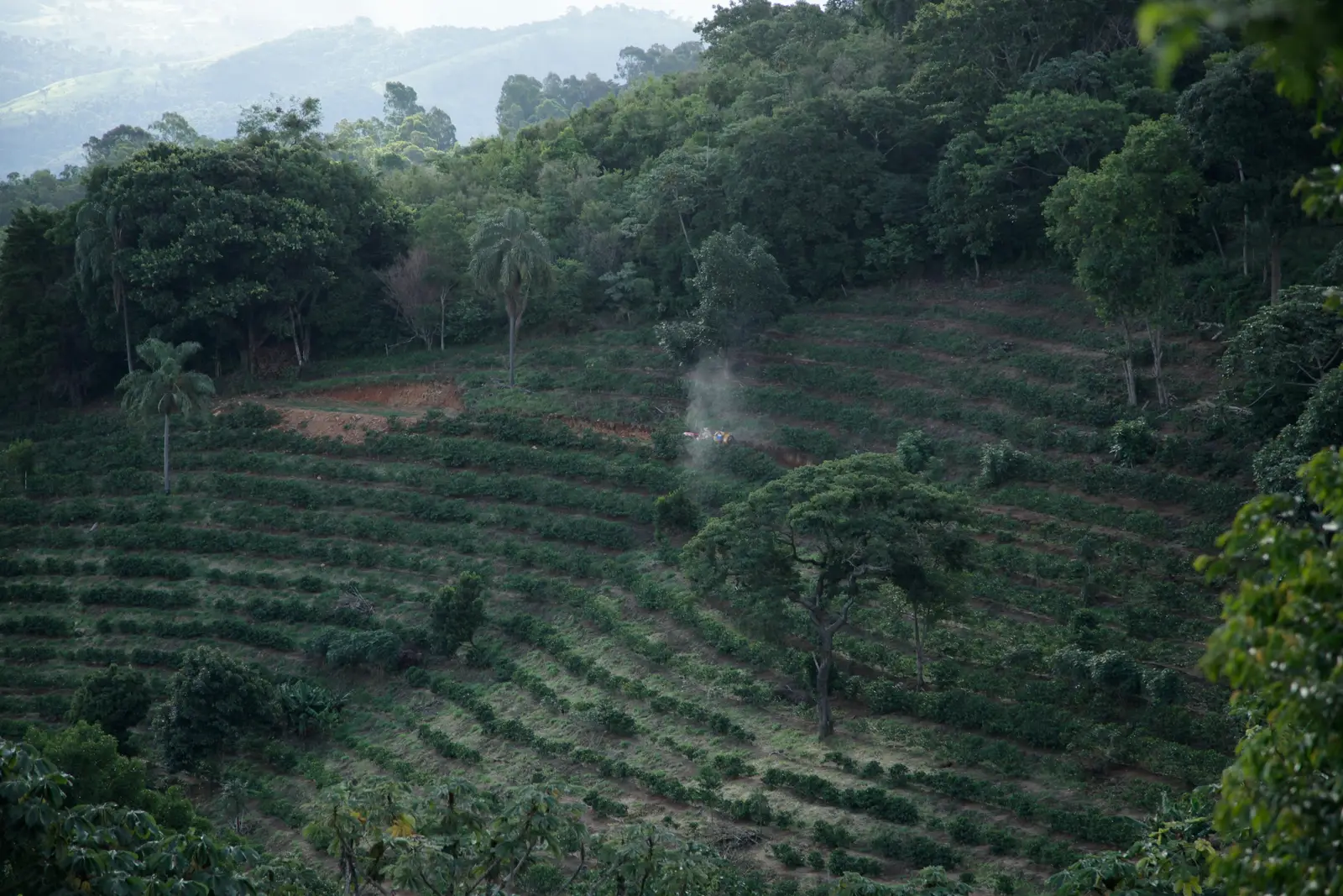 Terraced coffee plantation on a green hillside
