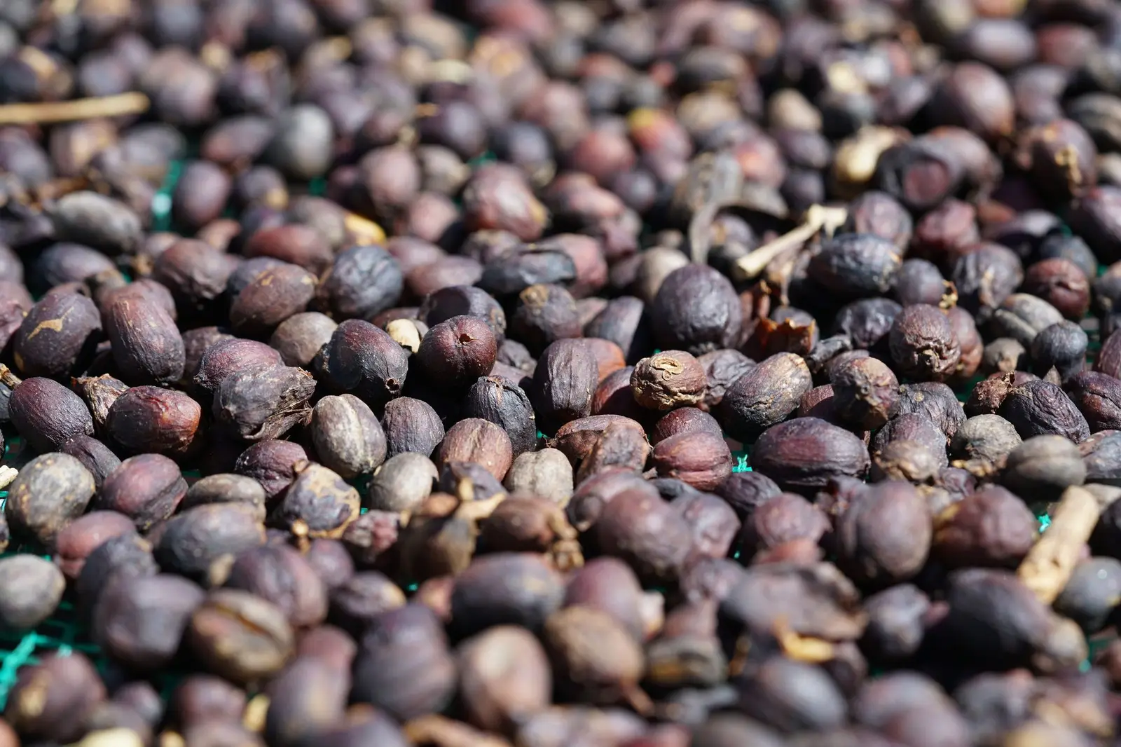 Sidama green coffee