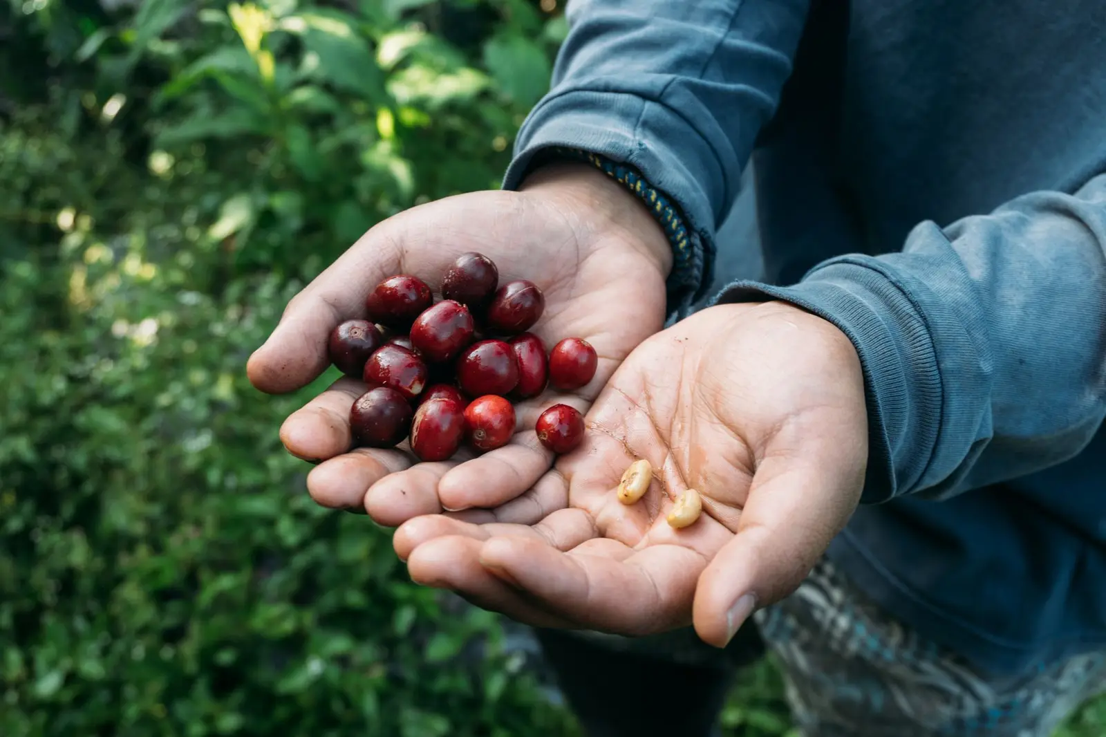 Guji green coffee