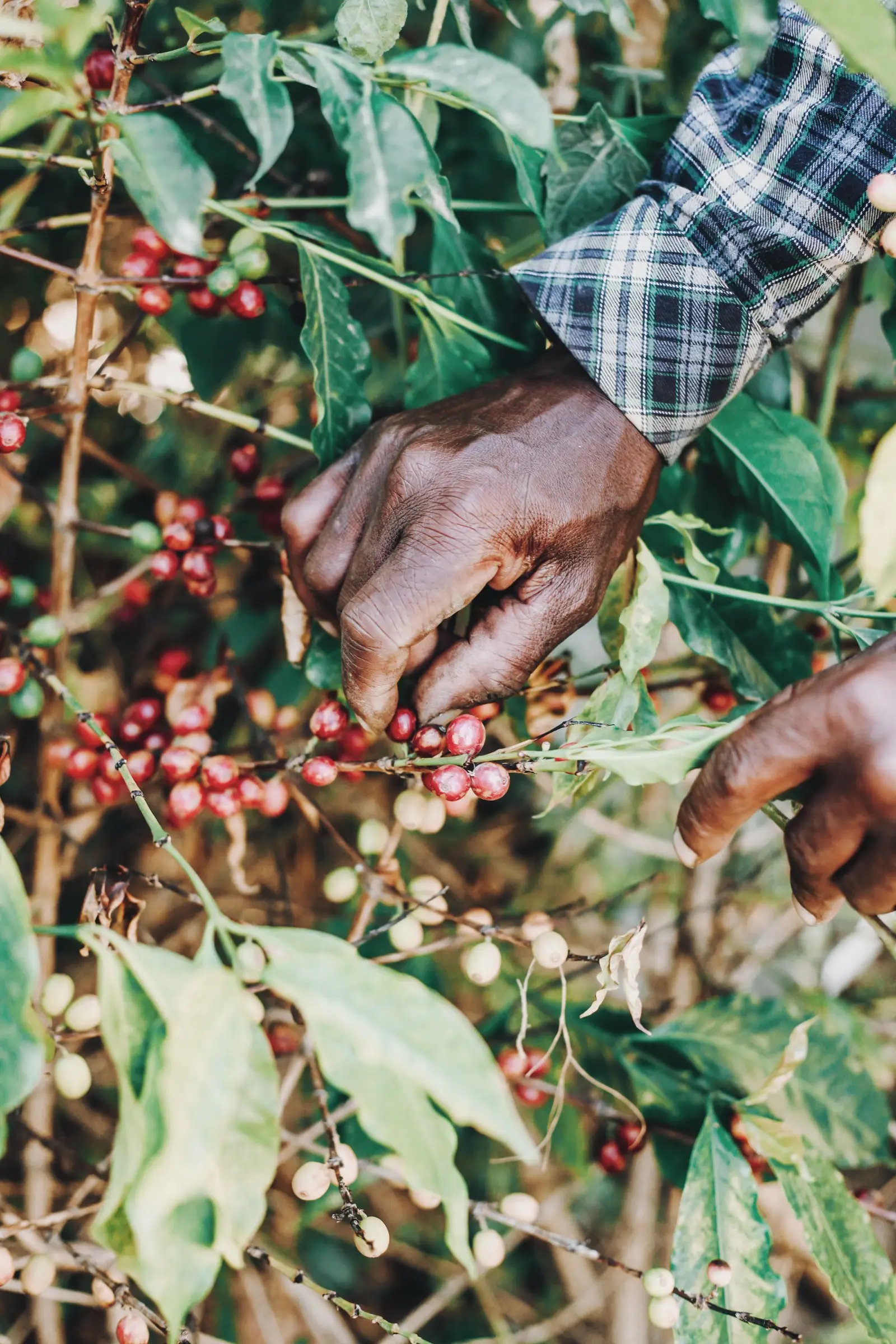 Hands picking ripe coffee cherries