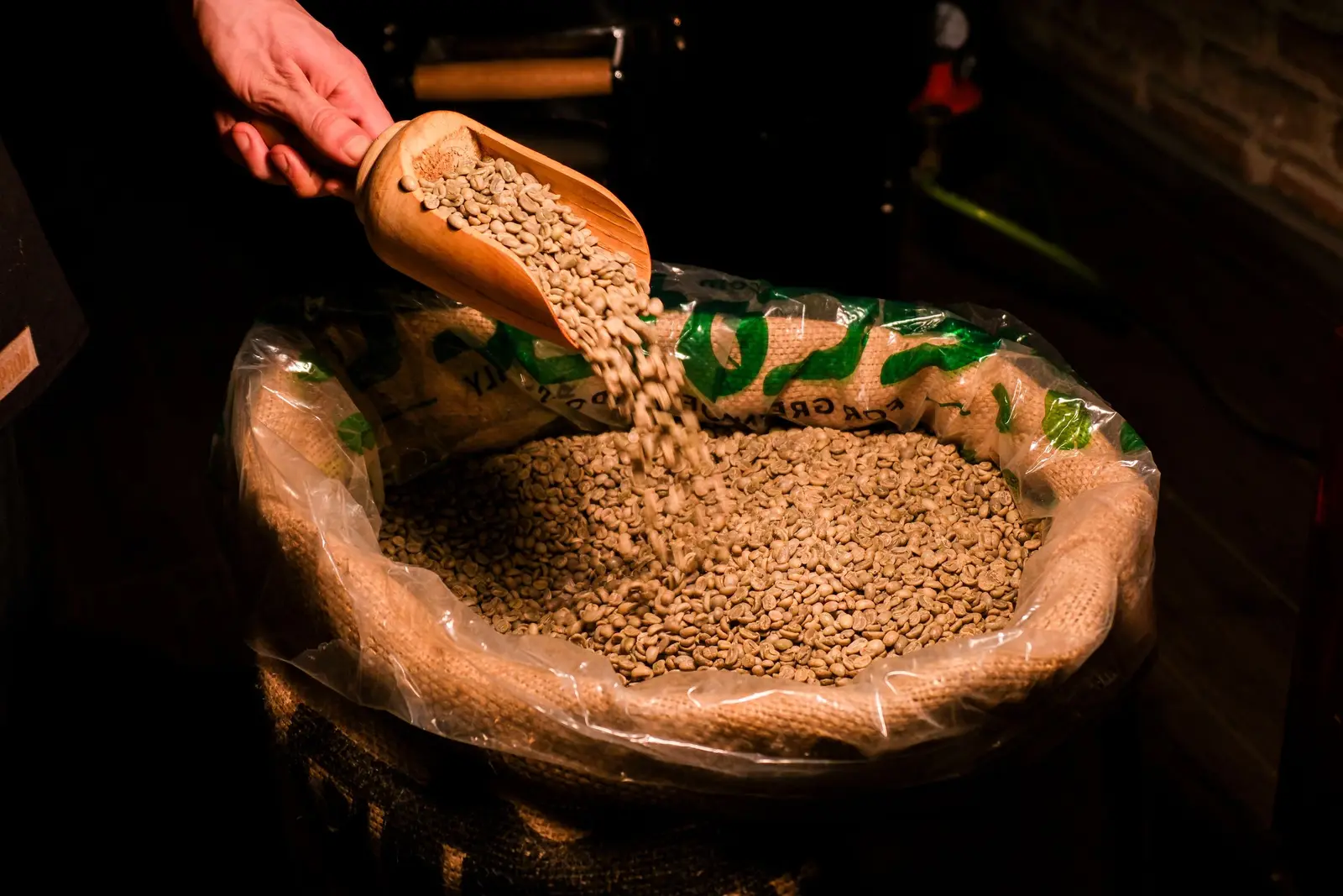 Green coffee scooped into an export sack
